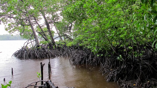Mangrove forests on Lake Tabarisia, Papua, Indonesia. Mangroves capture carbon and reduce the impact of storms and sea-level rise (Photo: Mokhamad Edliadi/CIFOR, CC BY-NC-ND 2.0)