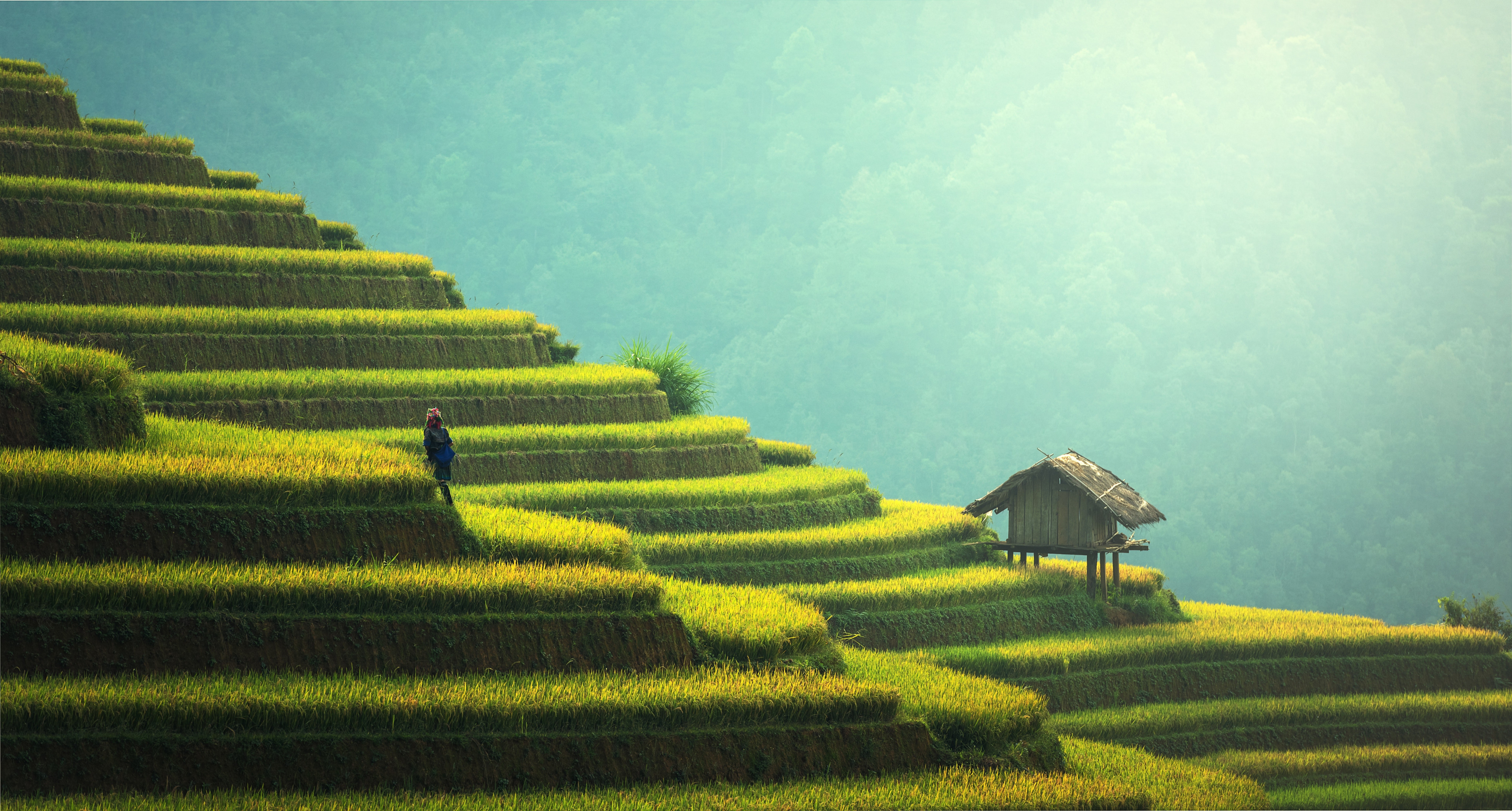 Worker in green rice fields