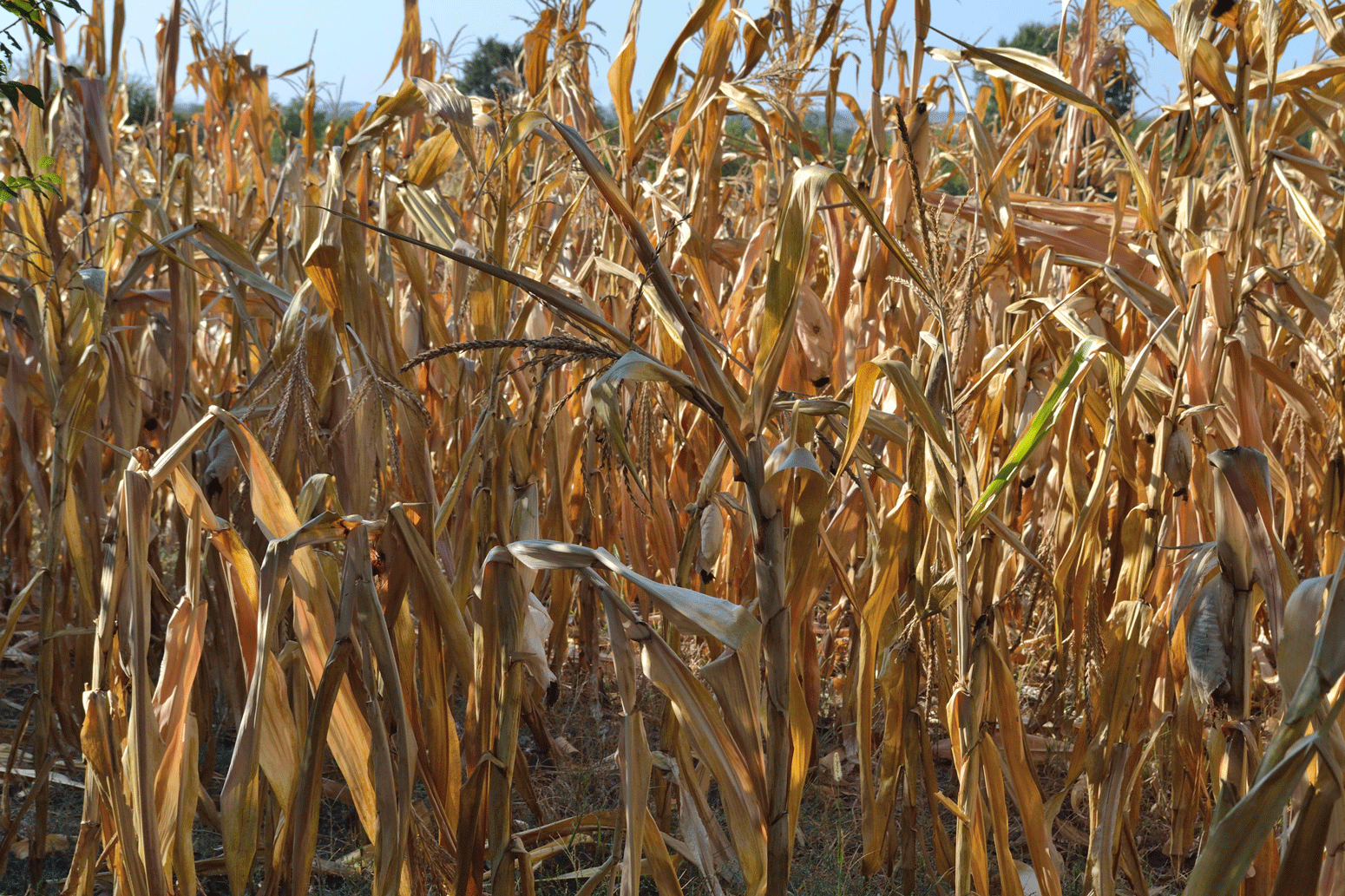 Dry-maize-plants-and-corn-cobs-in-field-in-Serbia-Eastern-Europe.png