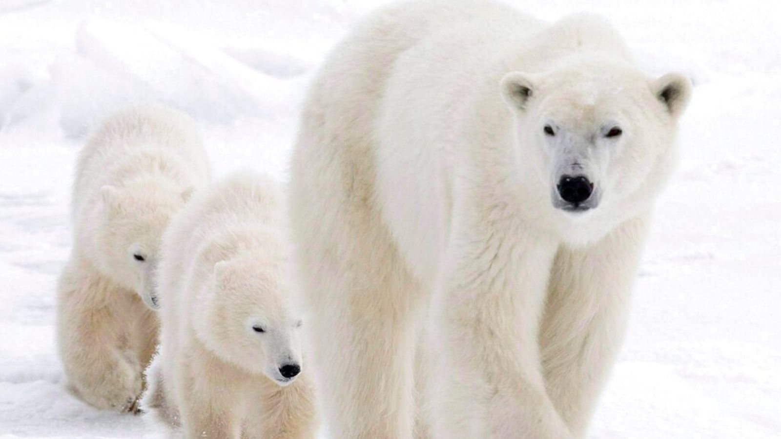 skynews-polar-bear-hudson-bay_6066604.jpg