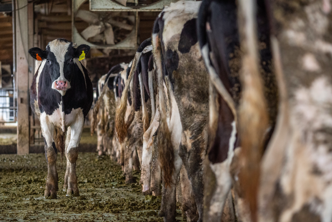 Photo by Jo-Anne McArthur on Unsplash