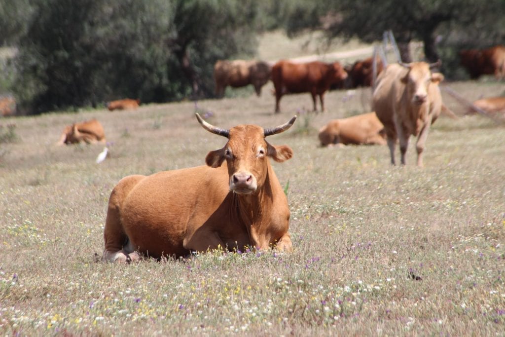 COWS, BULLS AND CALVES GRAZE PLACIDLY ON A GREEN FARM IN SEVILLE, SPAIN. PHOTO: JORGE MARQUEZ