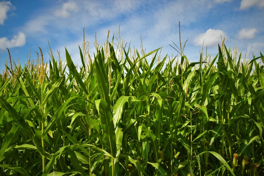 Field of corn against a blue sky
