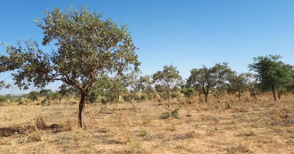 A%20farmer-managed%20natural%20regeneration%20pilot%20site%20after%20successful%20harvest%20in%20Niger%20copy_0.jpg