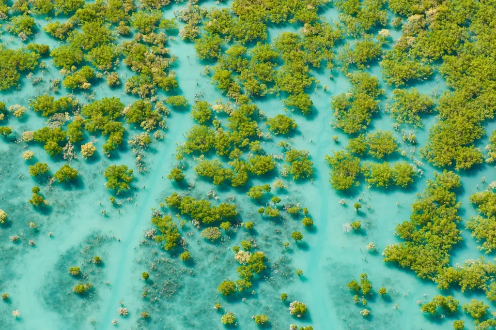 Aerial-of-mangroves-at-King-Sound-Australia_F4XF6W.jpg