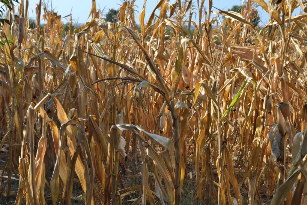 Dry-maize-plants-and-corn-cobs-in-field-in-Serbia-Eastern-Europe.png