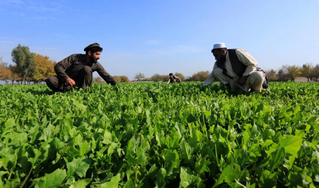 farmers-checking-crops.jpg