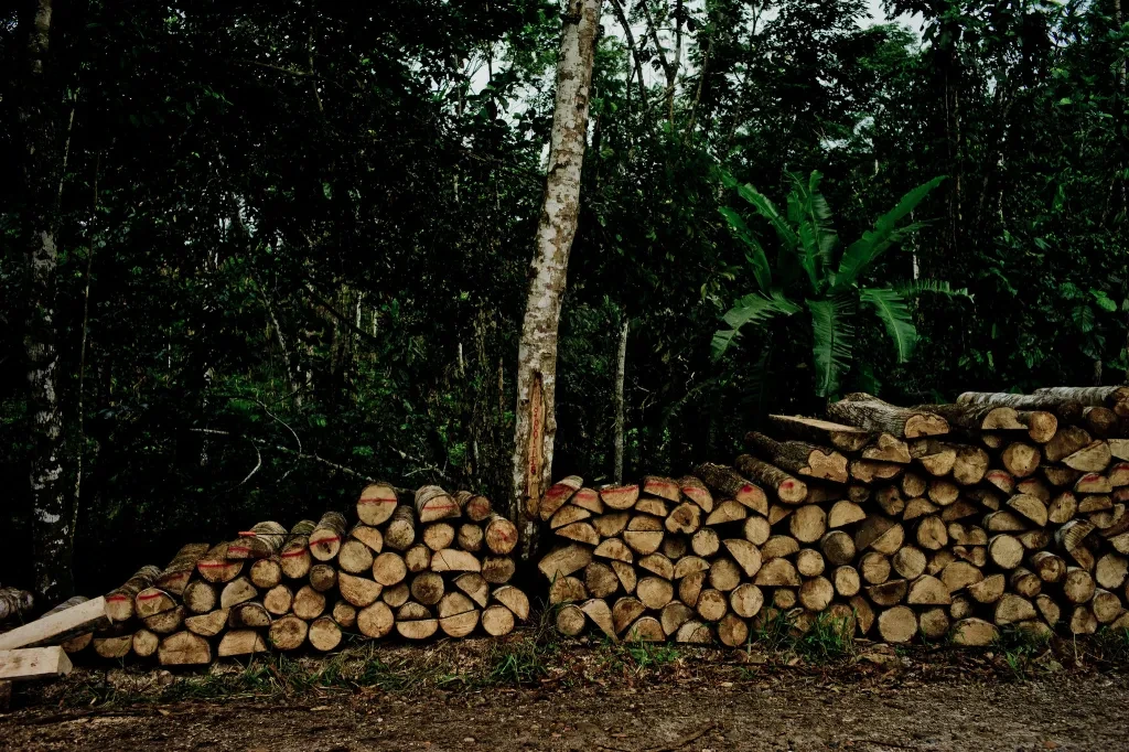 nydf-deforestation-tomas-munita-cifor.jpg