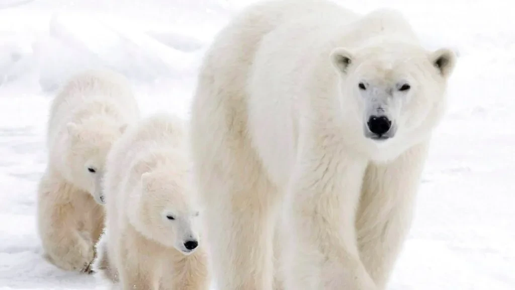 skynews-polar-bear-hudson-bay_6066604.jpg