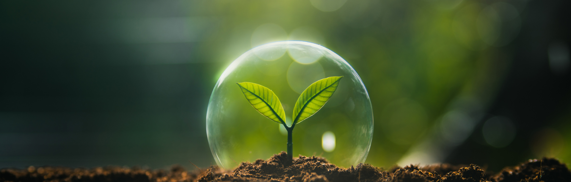 Plant in a glass dome